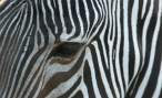 Zebra.jpg