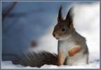 Chipmunk.jpg
