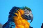 Parrot.jpg
