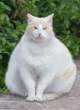 Fat cat.jpg