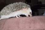 evilhedgog.jpg