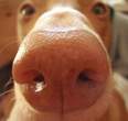 Sniff.jpg