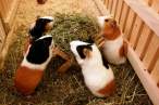 Guinea pigs.jpg