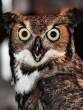 Owl.jpg