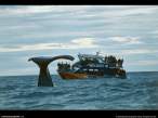 Whale.jpg