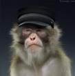 Primate.jpg