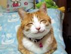 Happiest Kitty.jpg