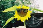 Cool sunflower.jpg
