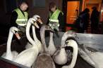 Swan.jpg