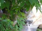 Kittens.jpg