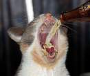 Solo drinker.jpg