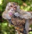Monkey.jpg