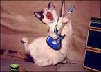 Pet Rocker.jpg