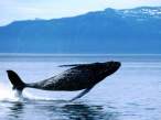 Whale.jpg