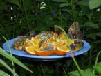 Butterflies.jpg