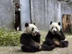 Panda.jpg