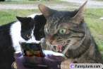 catgamer.jpg