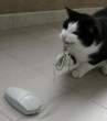 Kitty Confused.jpg