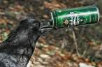 Birds know.jpg