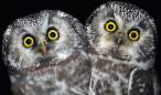 Owls.jpg