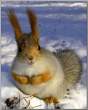 Chipmunk.jpg