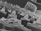 Microscope.jpg