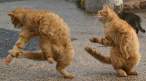 Cat dance.jpg