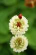 Lady bug.jpg