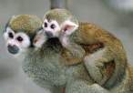 Monkeys.jpg