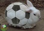 Bunny ball.jpg