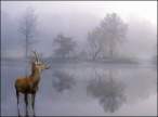 Deer.jpg