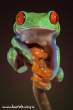 Frog.jpg