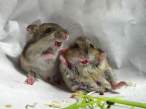 Mice.jpg