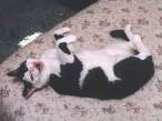 Crazy kitty.jpg