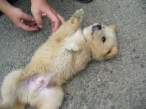 Puppy.jpg