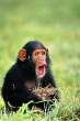 Monkey.jpg