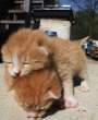 Hump.jpg