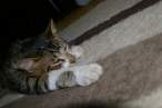 Cat.jpg