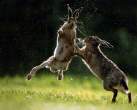 Wabbit fight.jpg