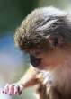 Monkey.jpg