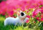 Flowers.jpg