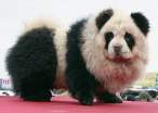 Hairy panda.jpg