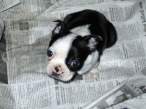 Puppy.jpg