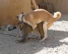 Dog Befriends Monkey.jpg
