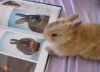 Study bunny.jpg