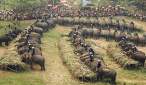 Elephants.jpg