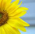 Sunflower.jpg