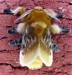 Bee.jpg
