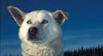 Polar.jpg