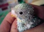 Parrot.jpg
